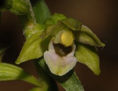 Epipactis x vermionensis B. & H. Baumann