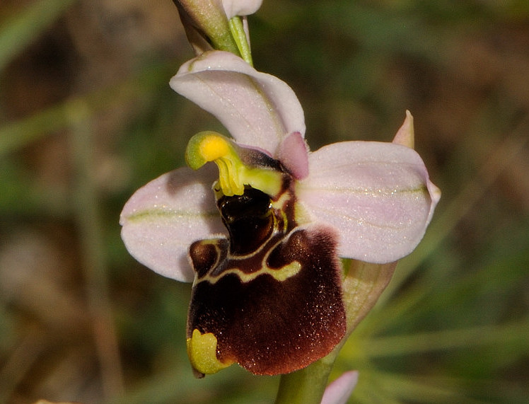 Ophrys holosericea subsp. gracilis (Büel, O. Danesch & E. Danesch) Büel, O. Danesch & E. Danesch x Ophrys tenthredinifera subsp. neglecta (Parl.) E.G. Camus