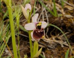 Ophrys holosericea subsp. gracilis (Büel, O. Danesch & E. Danesch) Büel, O. Danesch & E. Danesch x Ophrys tenthredinifera subsp. neglecta (Parl.) E.G. Camus