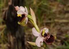 Ophrys holosericea subsp. gracilis (Büel, O. Danesch & E. Danesch) Büel, O. Danesch & E. Danesch x Ophrys tenthredinifera subsp. neglecta (Parl.) E.G. Camus