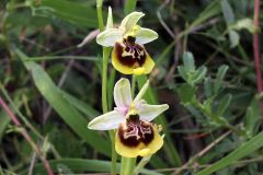 Ophrys holosericea subsp. gracilis (Büel, O. Danesch & E. Danesch) Büel O. Danesch & E. Danesch x ophrys lacaitae Lojac.