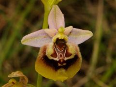 Ophrys holosericea subsp. gracilis (Büel, O. Danesch & E. Danesch) Büel O. Danesch & E. Danesch x ophrys lacaitae Lojac.