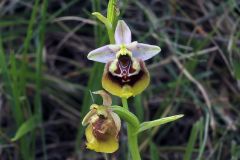 Ophrys holosericea subsp. gracilis (Büel, O. Danesch & E. Danesch) Büel O. Danesch & E. Danesch x ophrys lacaitae Lojac.