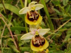 Ophrys holosericea subsp. gracilis (Büel, O. Danesch & E. Danesch) Büel O. Danesch & E. Danesch x ophrys lacaitae Lojac.