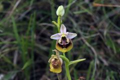 Ophrys holosericea subsp. gracilis (Büel, O. Danesch & E. Danesch) Büel O. Danesch & E. Danesch x ophrys lacaitae Lojac.