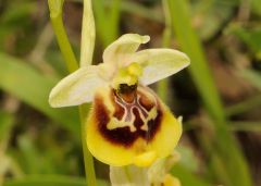 Ophrys holosericea subsp. gracilis (Büel, O. Danesch & E. Danesch) Büel O. Danesch & E. Danesch x ophrys lacaitae Lojac.