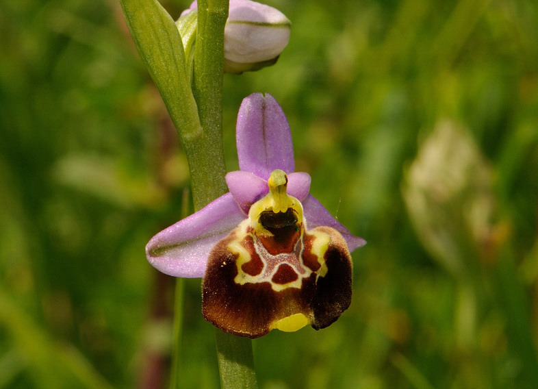Ophrys pinguis Romolini & Soca (Ophrys holosericea subsp. pinguis)
