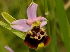 Ophrys pinguis Romolini & Soca (Ophrys holosericea subsp. pinguis)