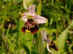 Ophrys pinguis Romolini & Soca (Ophrys holosericea subsp. pinguis)