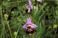 Ophrys pinguis Romolini & Soca (Ophrys holosericea subsp. pinguis)