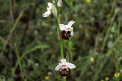 Ophrys pinguis Romolini & Soca (Ophrys holosericea subsp. pinguis)