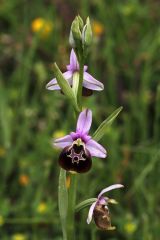 Ophrys pinguis Romolini & Soca (Ophrys holosericea subsp. pinguis)