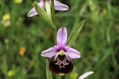 Ophrys pinguis Romolini & Soca (Ophrys holosericea subsp. pinguis)