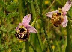 Ophrys pinguis Romolini & Soca (Ophrys holosericea subsp. pinguis)