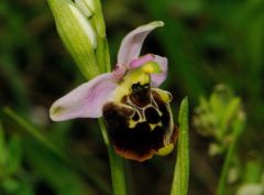 Ophrys pinguis Romolini & Soca (Ophrys holosericea subsp. pinguis)