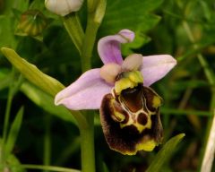 Ophrys pinguis Romolini & Soca (Ophrys holosericea subsp. pinguis)