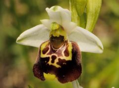 Ophrys pinguis Romolini & Soca (Ophrys holosericea subsp. pinguis)