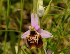 Ophrys pinguis Romolini & Soca (Ophrys holosericea subsp. pinguis)