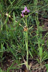 Ophrys pinguis Romolini & Soca (Ophrys holosericea subsp. pinguis)