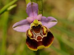 Ophrys pinguis Romolini & Soca (Ophrys holosericea subsp. pinguis)