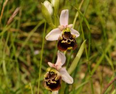 Ophrys pinguis Romolini & Soca (Ophrys holosericea subsp. pinguis)