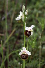 Ophrys pinguis Romolini & Soca (Ophrys holosericea subsp. pinguis)