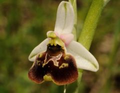 Ophrys pinguis Romolini & Soca (Ophrys holosericea subsp. pinguis)