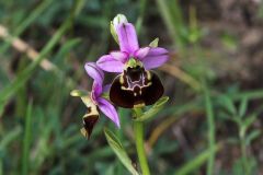 Ophrys pinguis Romolini & Soca (Ophrys holosericea subsp. pinguis)