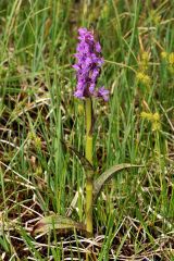 Dactylorhiza incarnata (L.) Soò subsp. cruenta (O.F. Mull.)