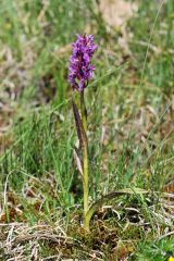 Dactylorhiza incarnata (L.) Soò subsp. cruenta (O.F. Mull.)