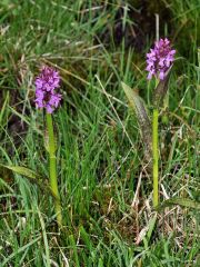 Dactylorhiza incarnata (L.) Soò subsp. cruenta (O.F. Mull.)