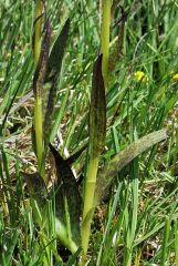 Dactylorhiza incarnata (L.) Soò subsp. cruenta (O.F. Mull.)