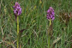 Dactylorhiza incarnata (L.) Soò subsp. cruenta (O.F. Mull.)