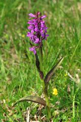 Dactylorhiza incarnata (L.) Soò subsp. cruenta (O.F. Mull.)