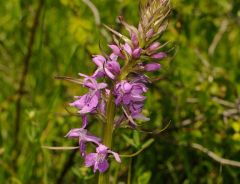 Dactylorhiza maculata (L.) subsp. saccifera(Br.) Dik.