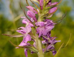 Dactylorhiza maculata (L.) subsp. saccifera(Br.) Dik.