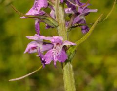 Dactylorhiza maculata (L.) subsp. saccifera(Br.) Dik.