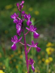 Anacamptis laxiflora (Lam.) R.M. Bateman, Pridgeon & M.W. Chase