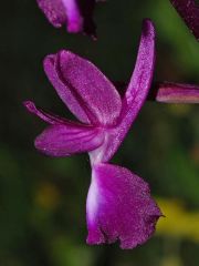 Anacamptis laxiflora (Lam.) R.M. Bateman, Pridgeon & M.W. Chase