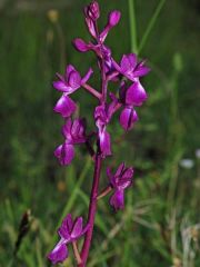 Anacamptis laxiflora (Lam.) R.M. Bateman, Pridgeon & M.W. Chase