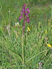 Anacamptis laxiflora (Lam.) R.M. Bateman, Pridgeon & M.W. Chase