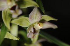 Epipactis helleborine subsp. helleborine (L.) Crantz