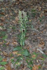 Epipactis helleborine subsp. helleborine (L.) Crantz