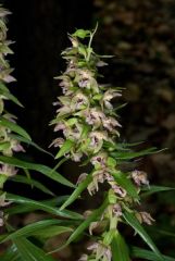 Epipactis helleborine subsp. helleborine (L.) Crantz