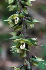 Epipactis purpurata Sm.