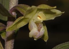 Epipactis purpurata Sm.