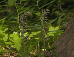 Epipactis purpurata Sm.