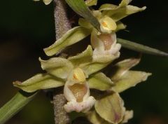 Epipactis purpurata Sm.