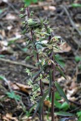 Epipactis purpurata Sm.