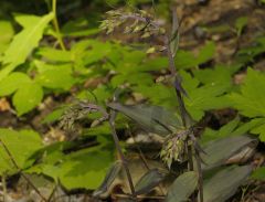 Epipactis purpurata Sm.